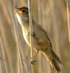 Охилбялзуухай (Наран охил бялзуухай)